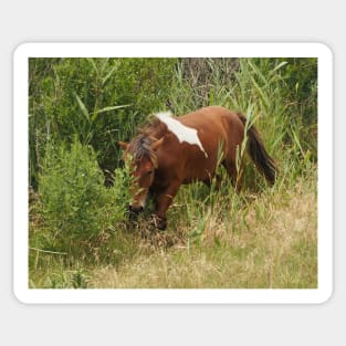 Assateague Pony in the Brush Sticker